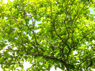 green trees background in forest