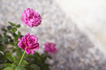 Beautiful Pink Roses in garden. (Claude Brasseur)