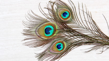Obraz premium Peacock feathers background on stone