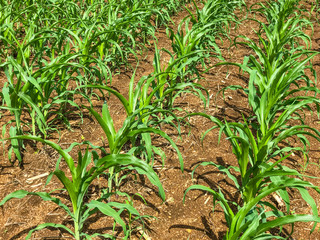 Green corn field