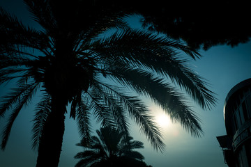 Palmtree in the sun - 168837397