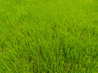 Green corn field