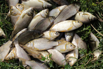 Fresh water fish carp lying in the grass