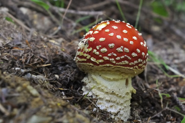 champignon amanite tue mouches en sous bois