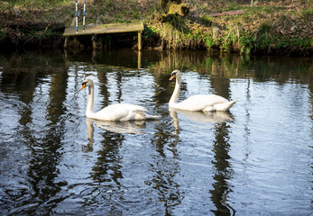 A swan couple in river Don at Seaton park, Aberdeen