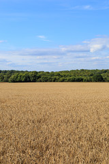 Sussex Farmland