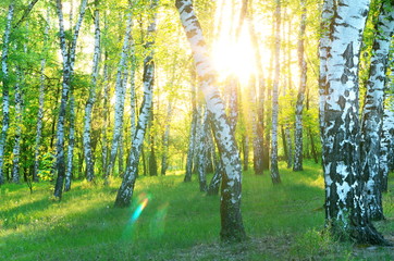 Birch Grove. Dawn in the forest. Sun rays.