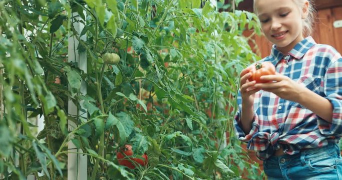 Cheerful girl 8 aged harvesting tomatoes to wicker basket in the kitchen garden