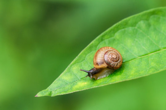 The snail crawls along the green leaves