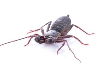 Close up of whip scorpion or vinegarroon Mastigoproctus giganteus on white background