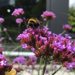Bourdon sur Verveine de Buenos-Aires