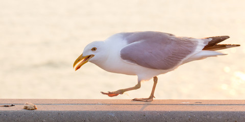 Seagull about to eat bread on a ledge near water.
