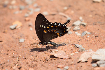 Black Swallowtail Butterfly on ground