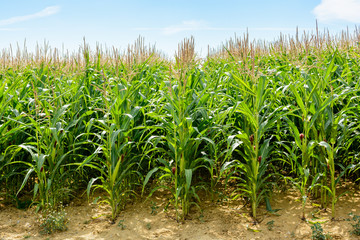 Front view of rows of ripening corn in a field under a pale blue sky in the countryside.