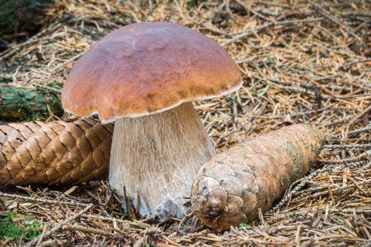 Delicious edible mushroom boletus edulis