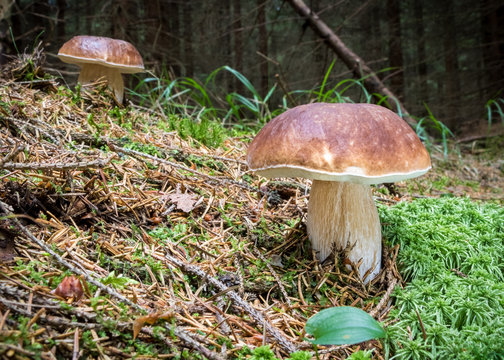 Still life with boletus edulis mushrooms