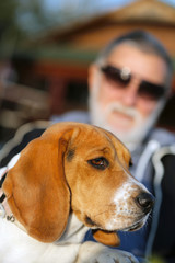 Portrait of beagle sitting on his owner knee