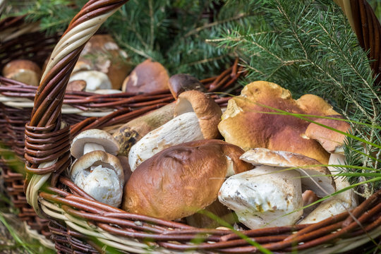Boletus edulis mushrooms in wicker baskets