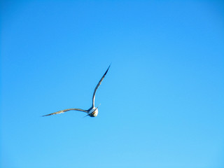 Bird in the sky over the Aegean Sea, Greece