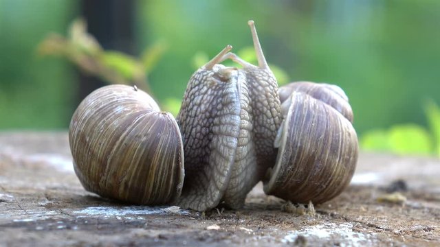 High quality video of snails couple in love in 4K