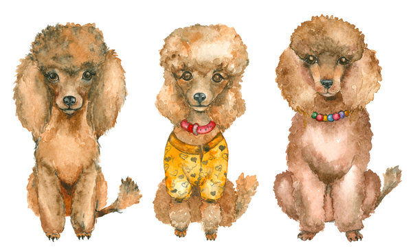Hand drawn poodles