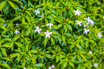 Thai flowers