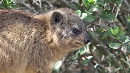 A cute Dassie in a bush next to the ocean on the South African coast.