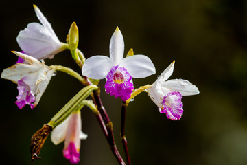 Blüte der Arundina graminifolia, einer Orchideenart, im Hawaii Volcanoes National Park auf Big Island, Hawaii, USA.