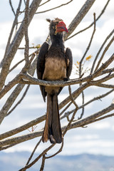 Portrait of Crowned Hornbill Bird Perched on Branch