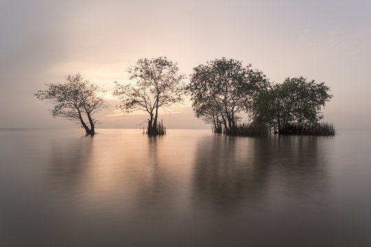 tree in the lake and nice sunrise in the morning 