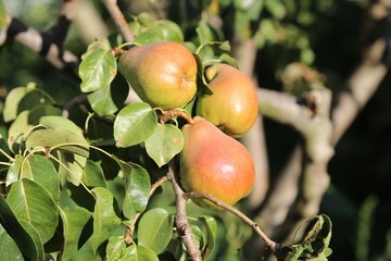 In the garden ripen Pears