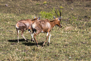 Two Blesbok Walking on Dry Winter Grassland  Landscape