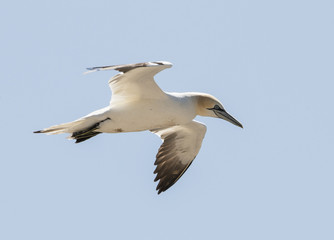 Gannet colony