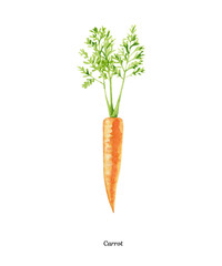 Handpainted watercolor poster with carrot - 168842790