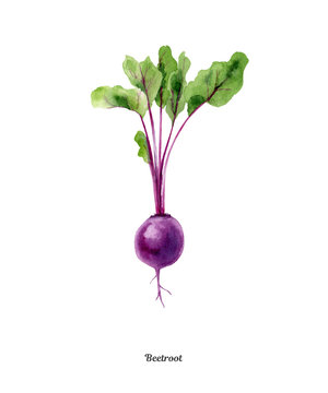 Handpainted watercolor poster with beetroot