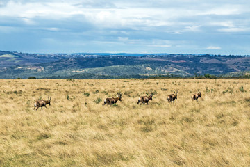Herd of Blesbok Wandering on Dry Winter Grassland Landscape