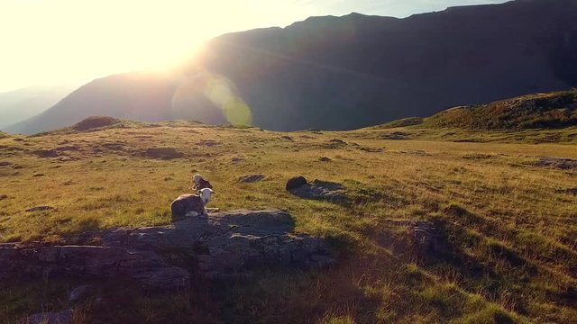 Herdwick sheep sitting on a mountain in the Lake District, UK.