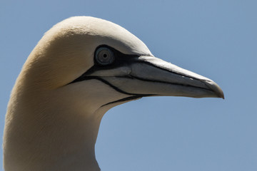 Gannet portrait