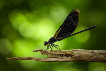 Image of Euphaea Masoni Dragonfly on dry branches on nature background. Insect Animal