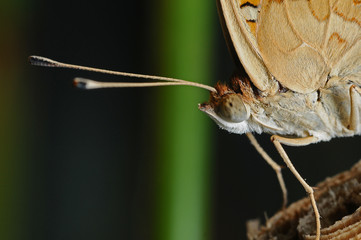 Butterfly on branch