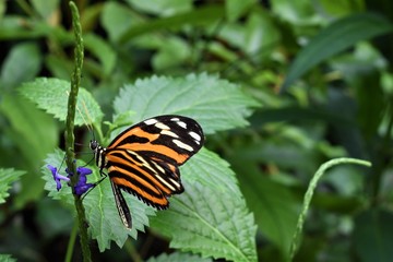 Fototapeta na wymiar Beautiful butterfly black orange