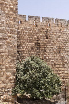 Jerusalem Fig Tree