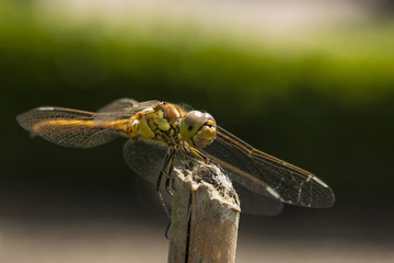 Dragonfly