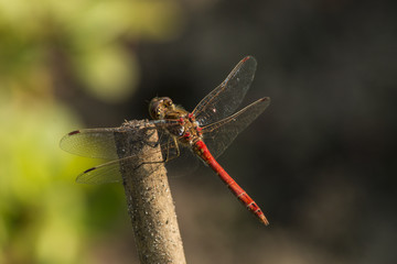 Dragonfly