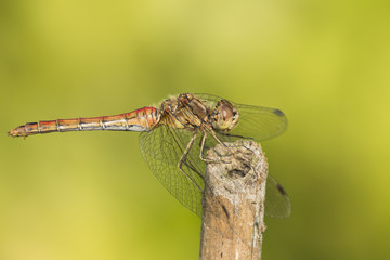 Dragonfly