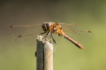 Dragonfly