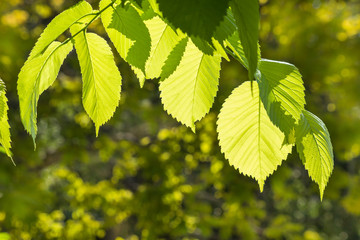 backlit hazelnut tree leaves in springtime