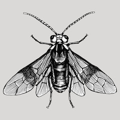 Insect wasp. Vector black and white illustration.