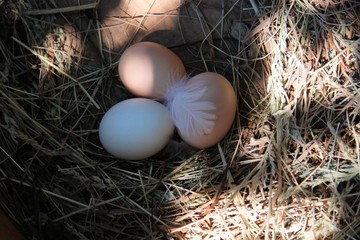 Eggs