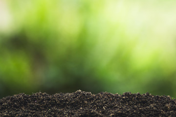 plant a tree natural background Plant Coffee seedlings in nature green fresh